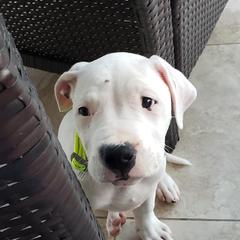 Dogo Argentino All Grown Up from Cazadores Del Monte Bajo