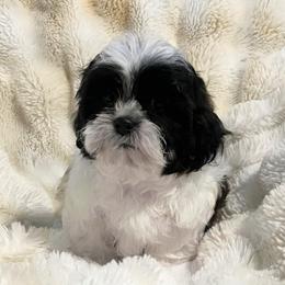 AKC Blaze - Black and white male Shih Tzu puppy in Greenville, South Carolina from Babyface Shih Tzu
