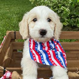 El Camino - Cream male Double Doodle puppy in Harrisonville, Missouri from Blessed Day Doodles