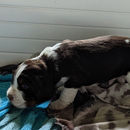 English Springer Spaniel Puppies from Ledge N' Tree English Springer Spaniels