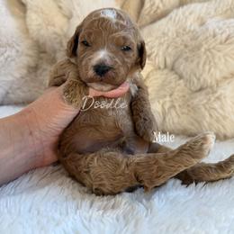 Han Solo - Apricot male Goldendoodle puppy in Gilbert, Arizona from Doodle Bliss