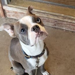 Violet - Boston Terrier