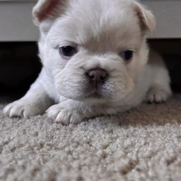 French Bulldog Puppies from LCBMM