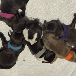 Havanese puppies from Havanese on the Hill