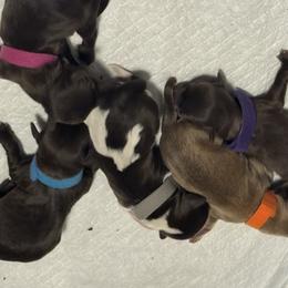 Havanese puppies from Havanese on the Hill