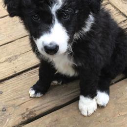 Border Collie Puppies from Ferguson Border Collies