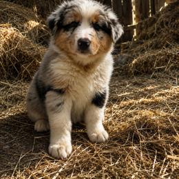 Girl 1 - Blue merle female Australian Shepherd puppy in Silsbee, Texas from Work 'n' Ranch Aussies LLC