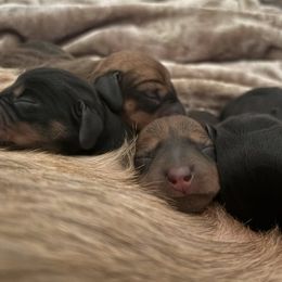 Dachshund puppies from Katrina's Dachshunds