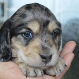 Dachshund Puppies from Dreamheart Dachshunds