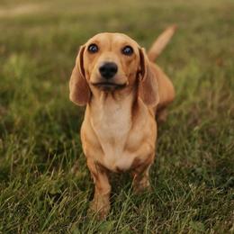 George - Dachshund