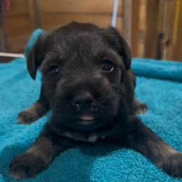Blue boy - Black and silver male Miniature Schnauzer puppy in Hickory Grove, South Carolina from Oopsie Doodles