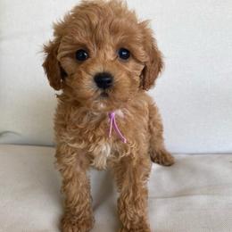 MilkyWay - Red female Cavapoo puppy in Van Alstyne, Texas from Home Grown Puppies