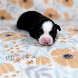 Rose - Black & white female Toy Australian Shepherd puppy in Liberty Hill, Texas from Pistol Paws Aussies