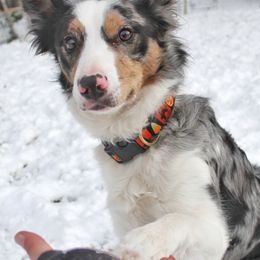 Border Collies, Golden Retrievers, and Sporty Mixes from Kreger's K9s
