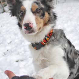 Border Collies, Golden Retrievers, and Sporty Mixes from Kreger's K9s