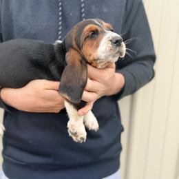 Boy 2 - Black white and brown male Basset Hound puppy in Hudson, Michigan from Bachman’s Kennel