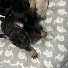 French Bulldog Puppies from Stratton Kennel
