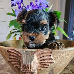 Rori - Black and tan male Yorkshire Terrier puppy in Moses Lake, Washington from Harmony Hills Yorkies