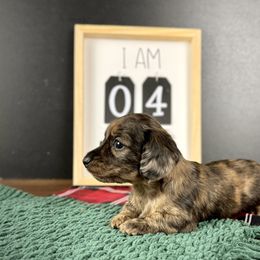 Dachshund Puppies from Queen of Weens Dachshunds
