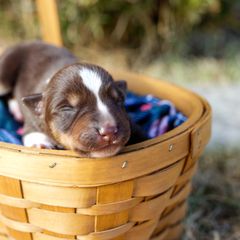 Girl 3 Sasquatch "Sassy" - McNab puppy from Iron Oak Stockdogs