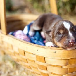 Girl 3 Sasquatch "Sassy" - McNab puppy from Iron Oak Stockdogs