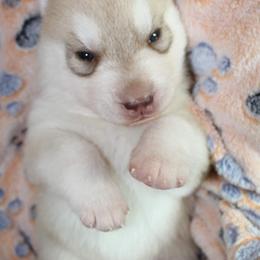 Siberian Husky Puppies from Tevana Siberians LLC
