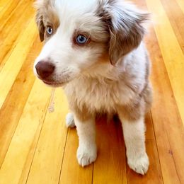 Miniature Australian Shepherd All Grown Up from Clover Bar Kennels