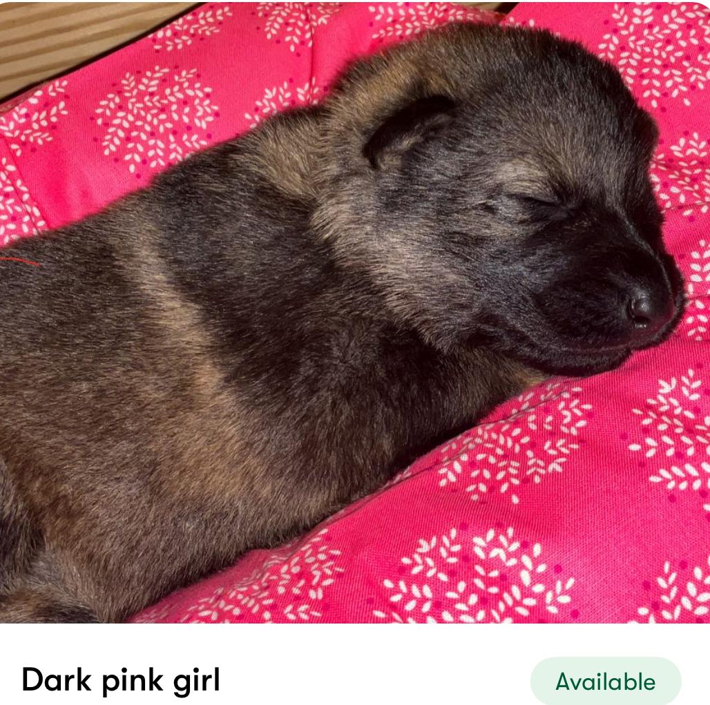 Good Dog CzechDDR in Alabama | German Shepherd puppies | Good Dog