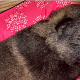 German Shepherds from CzechDDR