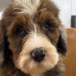 Aussiedoodles from Ridgeway Doodles