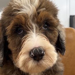 Aussiedoodles from Ridgeway Doodles