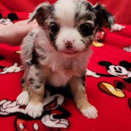 Alexia - Black and white female Chihuahua puppy in Chesapeake, Virginia from Elsbeth's Chihuahuas