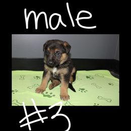 Male 3 - Bi-color German Shepherd puppy in Snellman, Minnesota from Catensrd