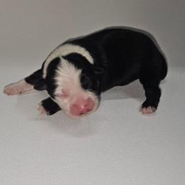 Cherokee - Black tri female Miniature Australian Shepherd puppy in Orrtanna, Pennsylvania from Mountain Top Shepherd's