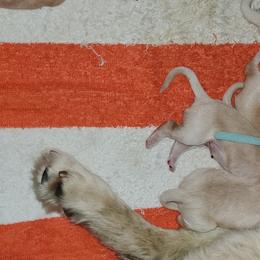 Dogue de Bordeaux and Golden Retriever Puppies from CLC Kennels