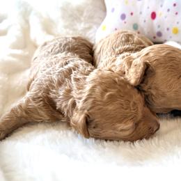 Poodle Puppies from Pet Guardian Smart Kennels, LLC