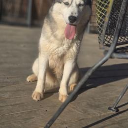 Ashrah - Siberian Husky