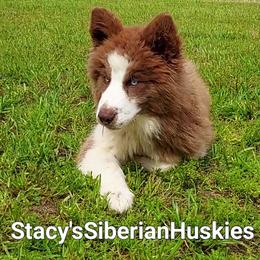 Pepper - Red and white female Siberian Husky puppy in Savannah, Georgia from Stacy's Siberian Huskies