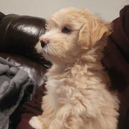 Yeti - White and tan male Maltese puppy in Ludington, Michigan from OT Maltese & Co