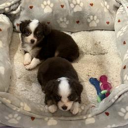 Australian Shepherd Puppies from Cowin Premier Aussies