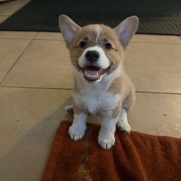 Purple - Bertha - White and red female Pembroke Welsh Corgi puppy in Largo, Florida from Nauti Corgi’s