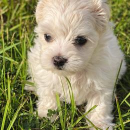 Boy2 - White male Maltese puppy in New Port Richey, Florida from Purebred Maltese puppies Florida