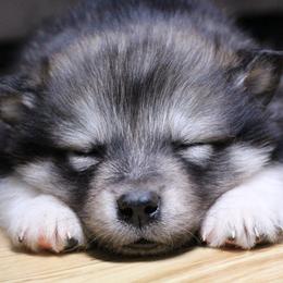 Vitta - blue, white - Agouti and white female Alaskan Malamute puppy in Independence, Virginia from New River Valley Malamutes