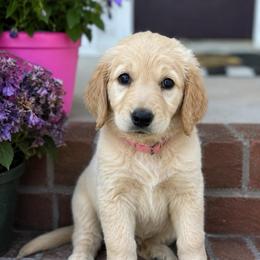 Rapunzel - Apricot female Goldendoodle puppy in Greenville, North Carolina from ENC Goldendoodles