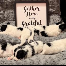 Papillon Puppies from Southern Sweet Papillons