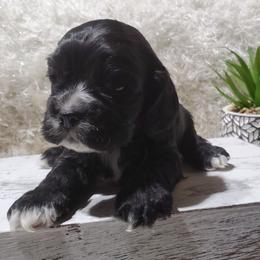 Cocker Spaniel Puppies from Chloe's Cocker Spaniels
