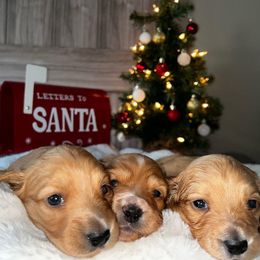 Girl 1 - Red Dachshund puppy in Alpine, California from Christie's Doxies