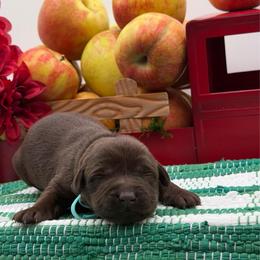 Teal - Chocolate female Labrador Retriever puppy in Heath Springs, South Carolina from Rich Hill Retrievers