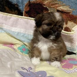 Puppy 5 - Grizzle female Lhasa Apso puppy in Ridgeville, South Carolina from Ponderosa Lhasa Apso Ranch