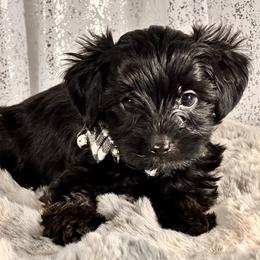 Bluey - Black and tan male Yorkshire Terrier puppy in Denver, Colorado from Melrey's paws